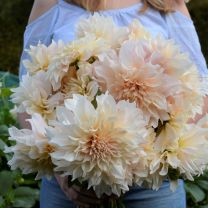 Dahlia Cafe au Lait