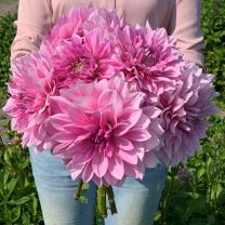 Dahlia Lavender Perfection