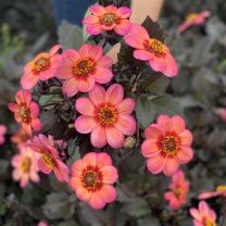 Dahlia Dahlegria Tricolore