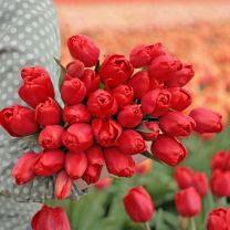 Red tulip Alcatraz