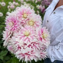 Dahlia Gitts Perfection