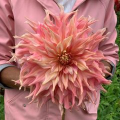 Dahlia Penhill Watermelon