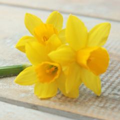 Daffodil Tete a Tete