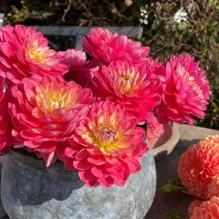 Dahlia Melody Allegro