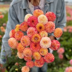 Dahlia Hollyhill Calico